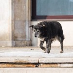 Mythos 2015 : Les chiens de Bucarest grondent au Théâtre de La Parcheminerie