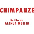 chimpanze-arthur-muller-odezenne